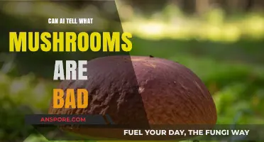 Can AI Identify Poisonous Mushrooms? Exploring AI's Role in Foraging Safety