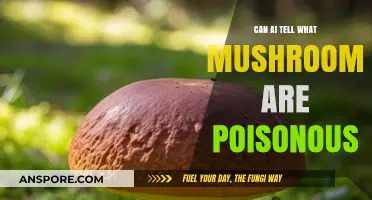 Can AI Accurately Identify Poisonous Mushrooms? A Deep Dive