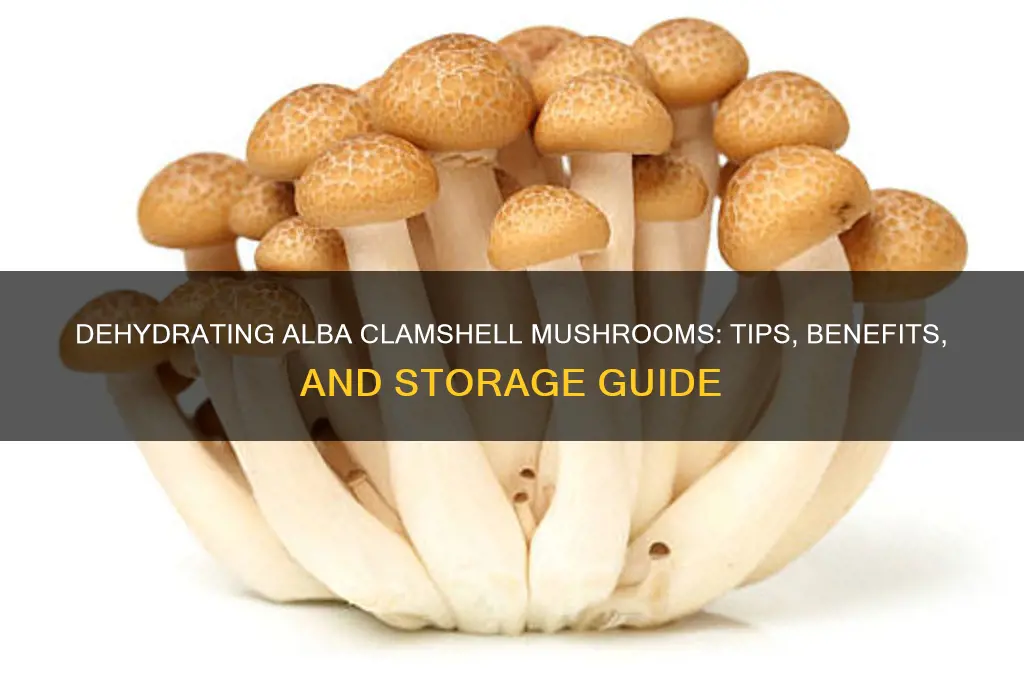 can alba clamshell mushrooms be dehydrated