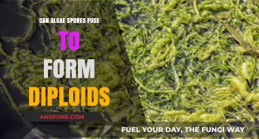 Algae Spores Fusion: Understanding Diploids Formation in Algal Life Cycles