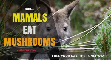 Can All Mammals Safely Eat Mushrooms? Exploring Fungal Diets