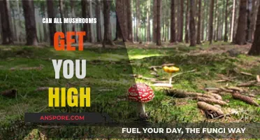 Can All Mushrooms Get You High? Separating Fact from Fiction