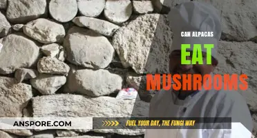 Can Alpacas Safely Eat Mushrooms? A Comprehensive Feeding Guide