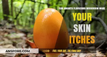 Amanita Flavoconia Mushroom: Does It Cause Skin Itching?