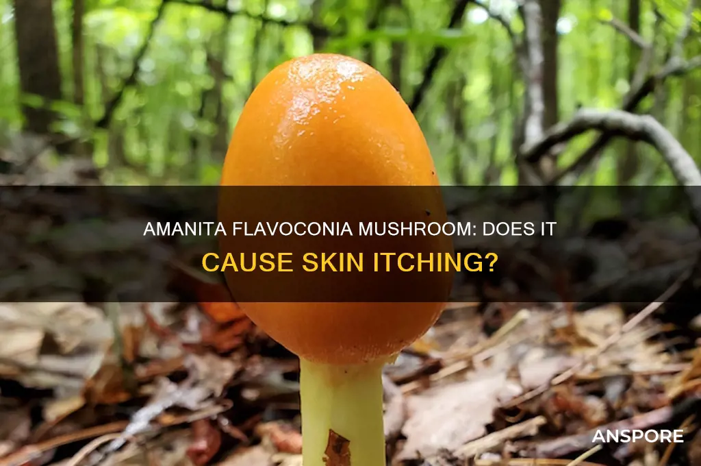 can amanita flavoconia mushroom make your skin itches