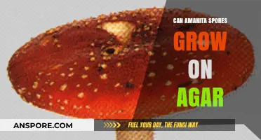 Can Amanita Spores Thrive on Agar? A Cultivation Guide