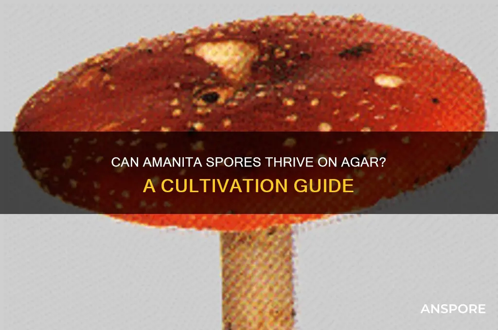 can amanita spores grow on agar