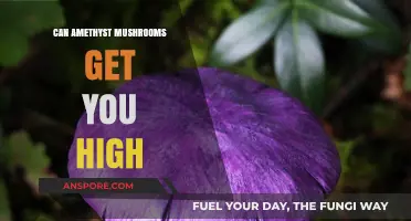 Can Amethyst Mushrooms Induce a Psychedelic High? Facts Revealed