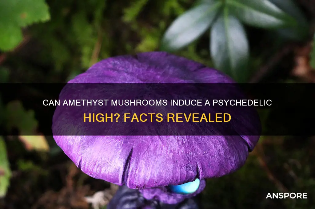 can amethyst mushrooms get you high
