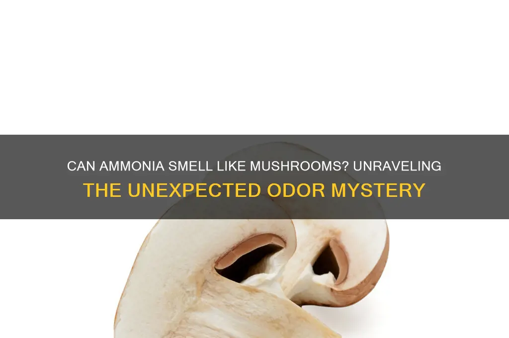 can an ammonis smell like mushrooms