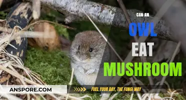 Can Owls Safely Eat Mushrooms? Exploring Their Dietary Habits