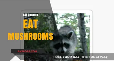 Can Animals Safely Eat Mushrooms? Risks and Benefits Explained
