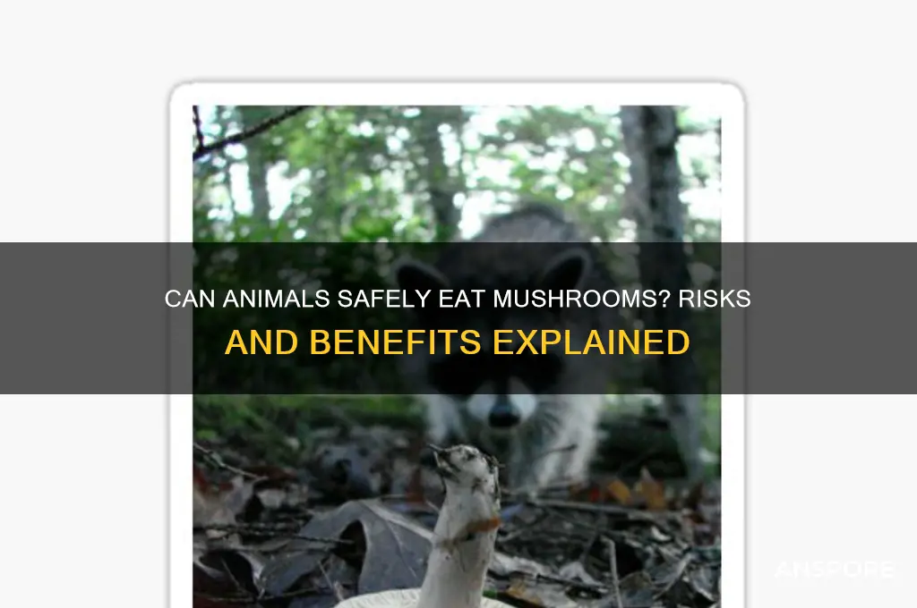 can animals eat mushrooms