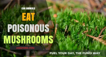 Can Animals Safely Eat Poisonous Mushrooms? Risks and Facts