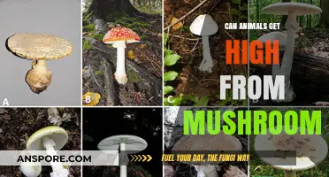 Can Animals Safely Experience Psychedelic Effects from Mushrooms?