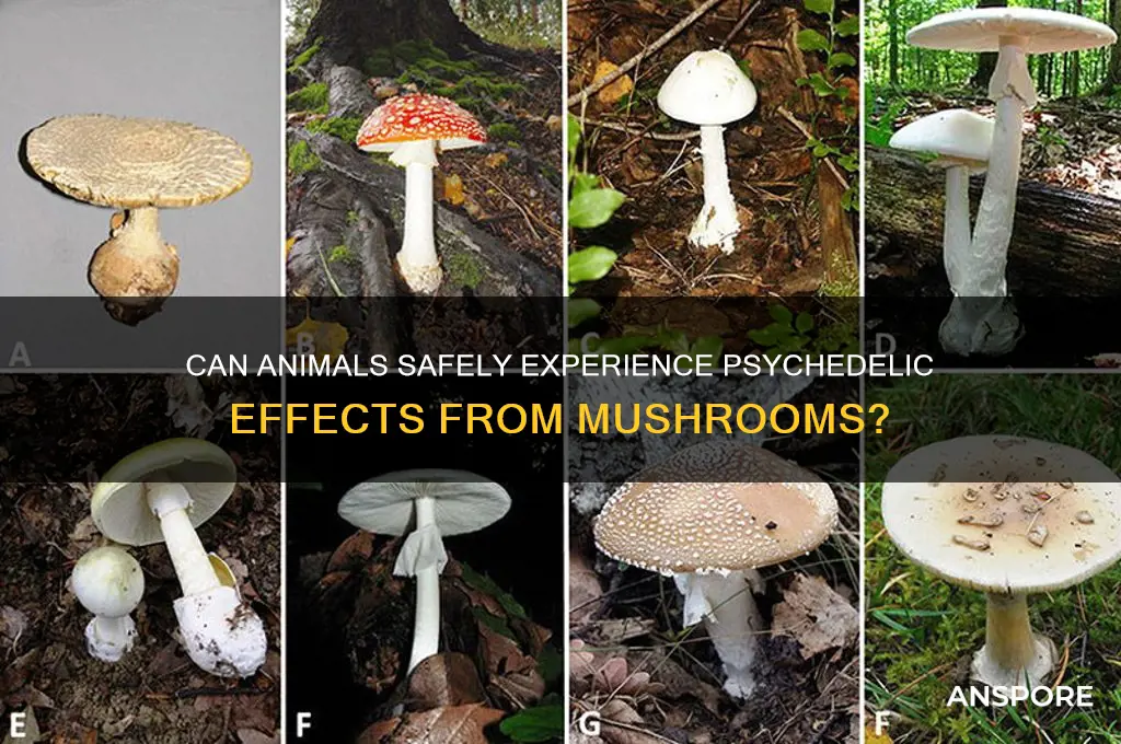 can animals get high from mushrooms