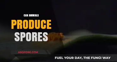 Can Animals Produce Spores? Unraveling the Biology Behind Reproduction