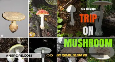 Do Animals Experience Psychedelic Effects from Consuming Wild Mushrooms?
