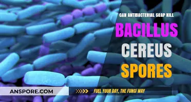 Can Antibacterial Soap Effectively Eliminate Bacillus Cereus Spores?