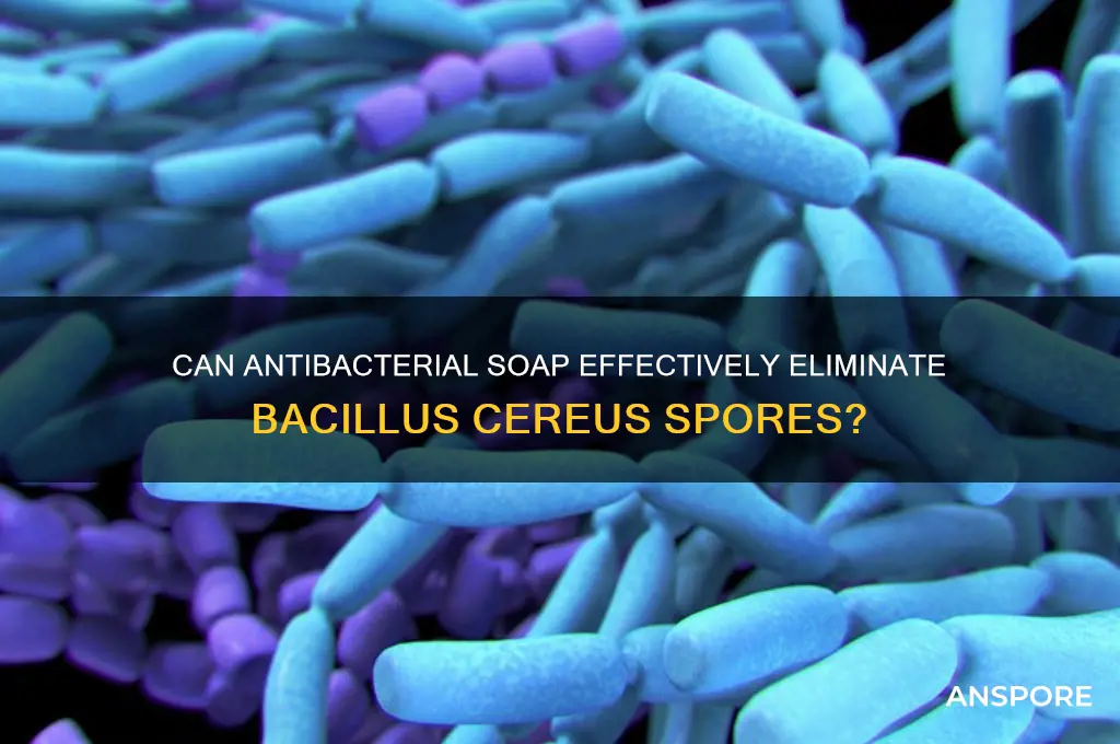 can antibacterial soap kill bacillus cereus spores