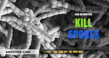 Can Antibiotics Kill Spores? Unraveling the Science Behind Resistance