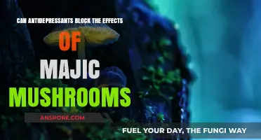 Antidepressants vs. Magic Mushrooms: Do SSRIs Block Psychedelic Effects?