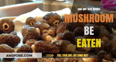 Can You Eat Any Size Morel Mushrooms? A Complete Guide