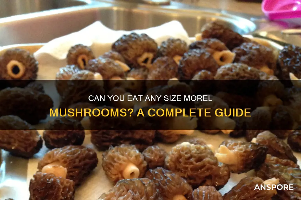 can any size morel mushrooms be eaten