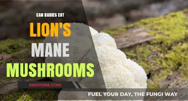 Can Babies Safely Eat Lion's Mane Mushrooms? Expert Advice