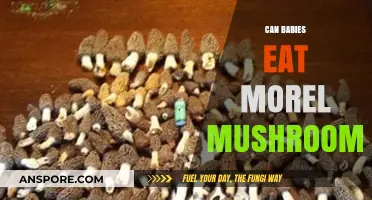 Can Babies Safely Eat Morel Mushrooms? A Parent's Guide