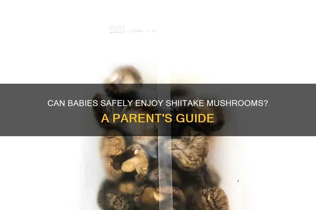 can babies eat shiitake mushrooms