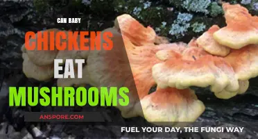 Can Baby Chickens Eat Mushrooms? Safe Feeding Tips for Chicks