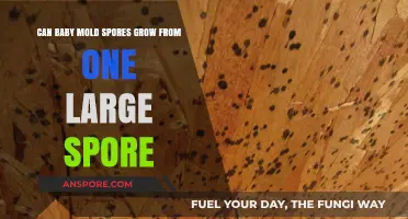 Can Single Large Mold Spores Develop into Baby Colonies?