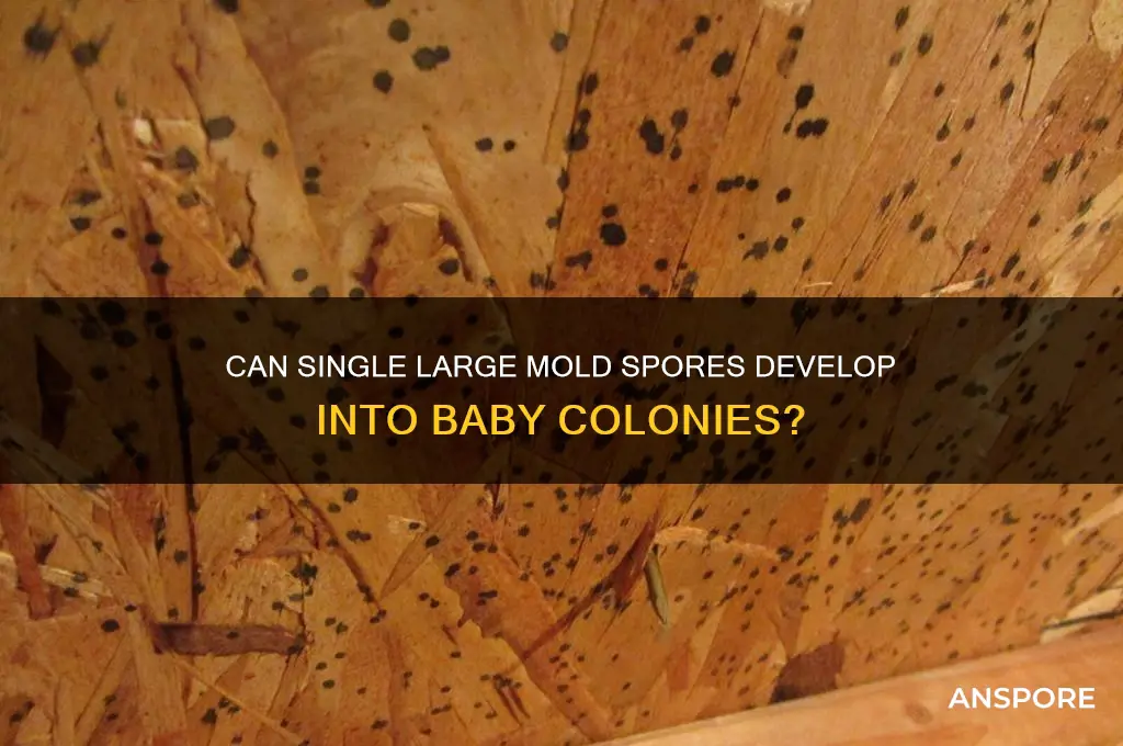 can baby mold spores grow from one large spore