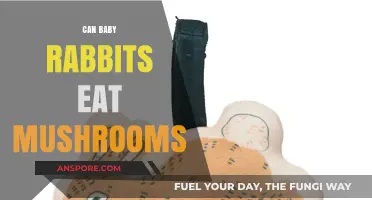 Can Baby Rabbits Eat Mushrooms? A Safe Feeding Guide