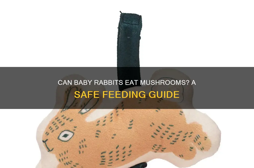 can baby rabbits eat mushrooms