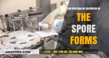 Destroying Bacterial Spores: Effective Methods to Eliminate Resilient Microorganisms