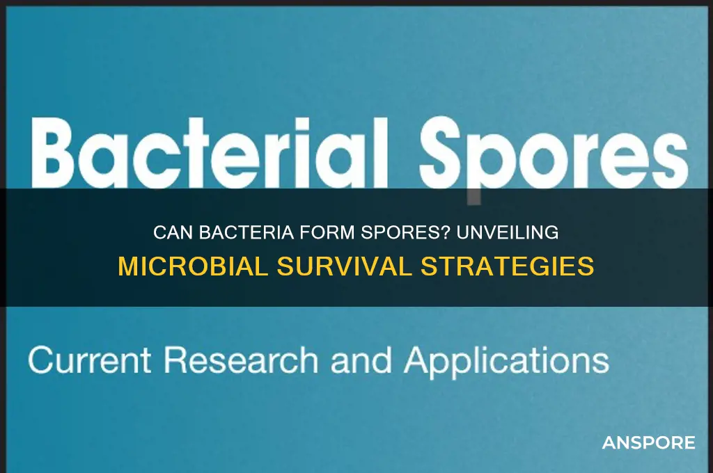 can bacteria form spores