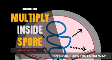Can Bacteria Multiply Inside Spores? Unveiling the Survival Mechanism