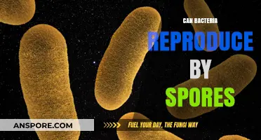 Can Bacteria Reproduce by Spores? Unveiling Microbial Survival Strategies