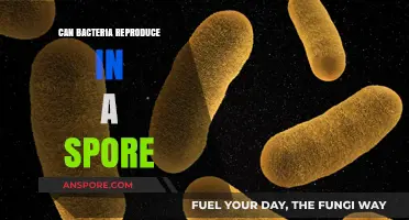 Can Bacteria Reproduce in a Spore? Unveiling the Survival Mechanism