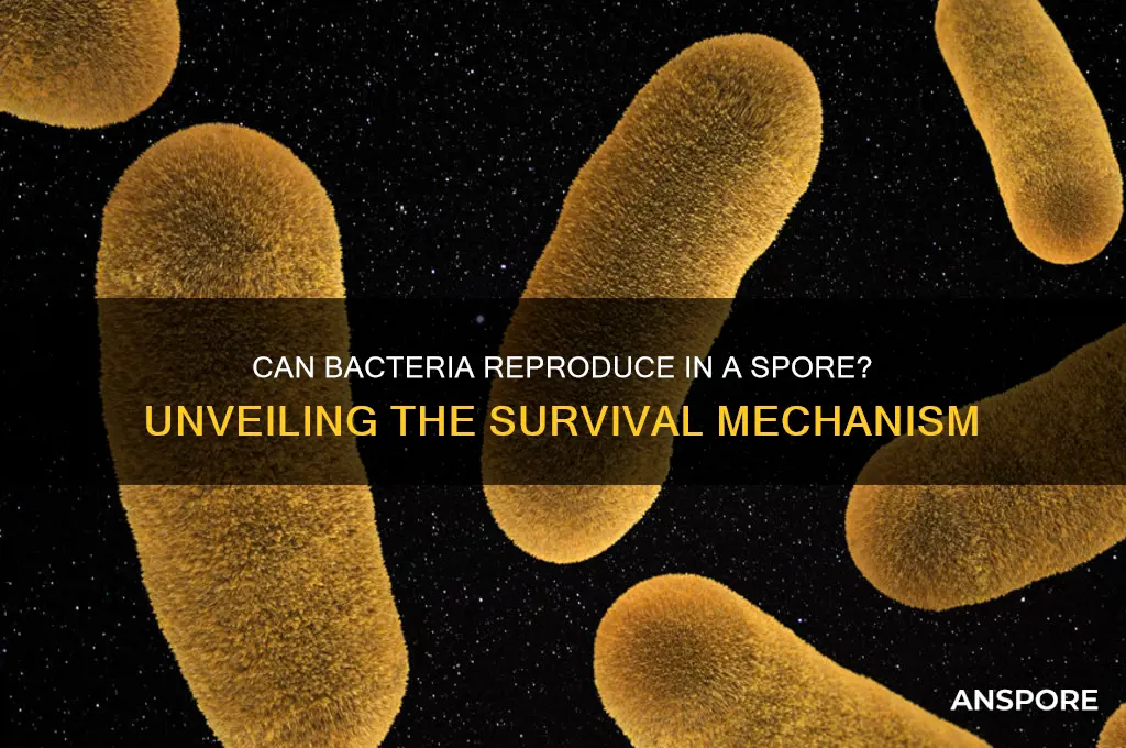 can bacteria reproduce in a spore