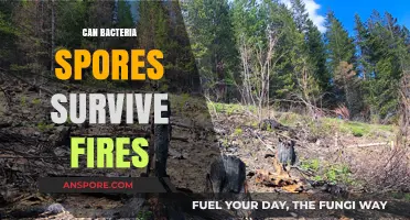 Can Bacterial Spores Outlast Wildfires? Exploring Their Fire Survival Abilities