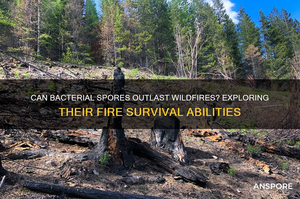 can bacteria spores survive fires