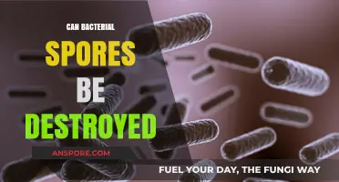 Destroying Bacterial Spores: Effective Methods and Challenges Explained