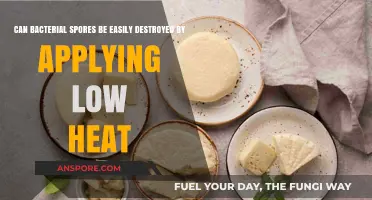 Low Heat vs. Bacterial Spores: Can Gentle Warmth Destroy Their Resilience?