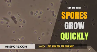 Rapid Bacterial Spore Growth: Fact or Fiction? Unveiling the Truth