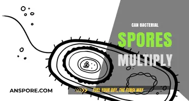 Can Bacterial Spores Multiply? Unveiling Their Dormant Survival Mechanism