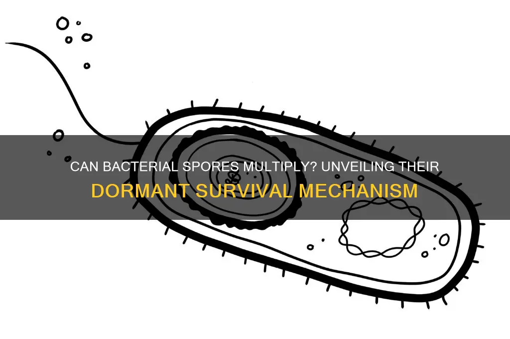 can bacterial spores multiply