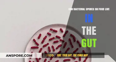 Can Bacterial Spores on Food Survive in the Human Gut?